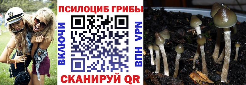 Купить где  Пущино  Псилоцибиновые грибы Cubensis 